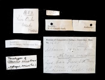 Media type: image;   Ichthyology 1683 Description: photograph;  Aspect: labels